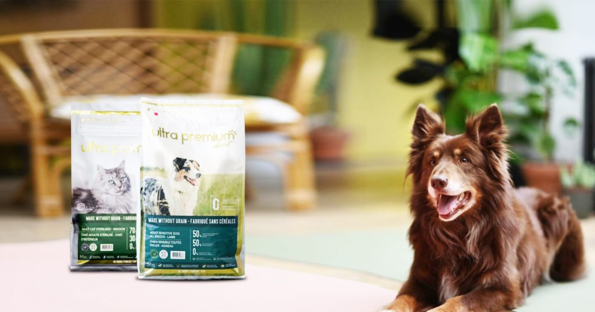 alimentation saine pour chiens