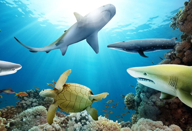 SEA LIFE