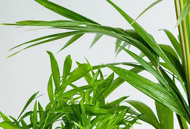 Visuel Be.green
