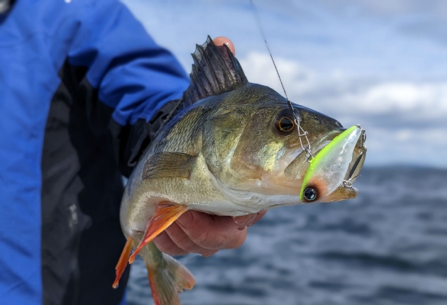 Visuel Leurre de la pêche